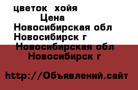   цветок  хойя “beauty“  › Цена ­ 150 - Новосибирская обл., Новосибирск г.  »    . Новосибирская обл.,Новосибирск г.